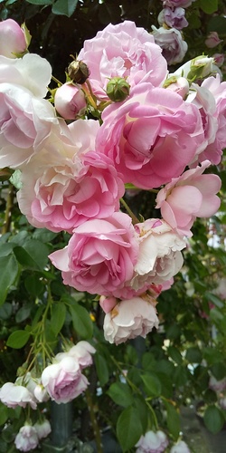 ピンクのバラ.JPG
